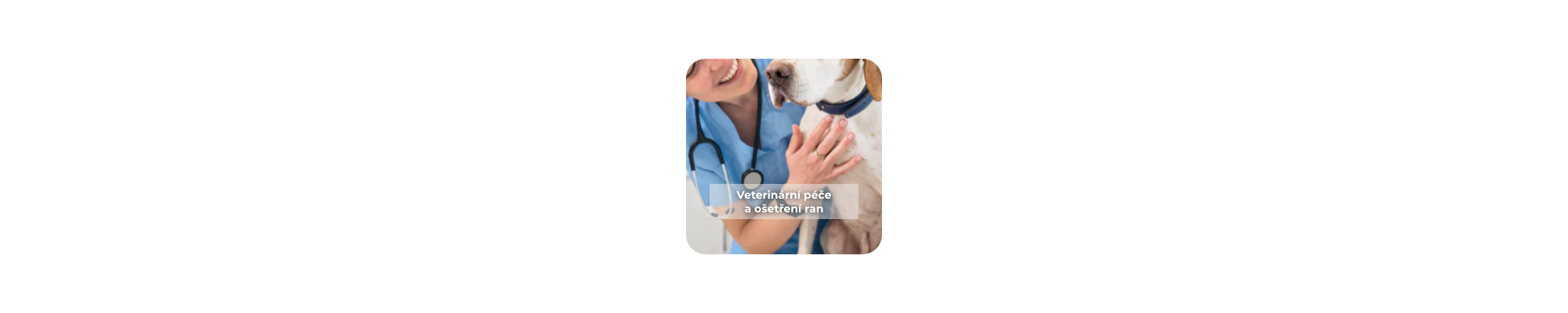 Veterinární péče a ošetření ran